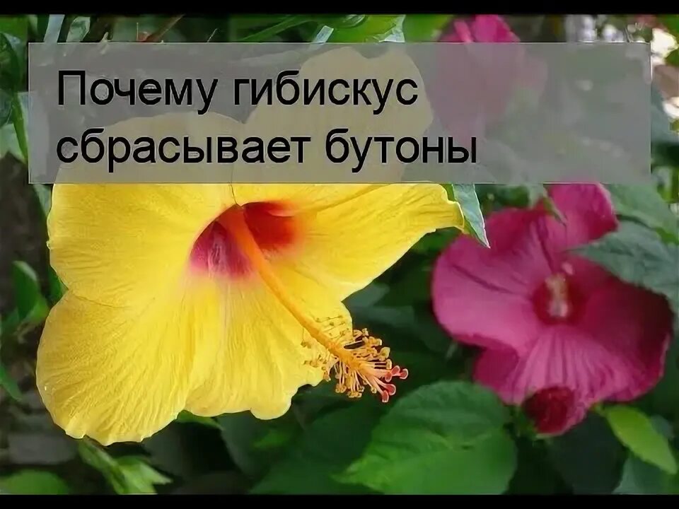 Почему гибискус сбрасывает. Гибискус сбрасывает бутоны. почему гибискус сбрасывает бутоны. гибискус комнатный почему опадают бутоны.