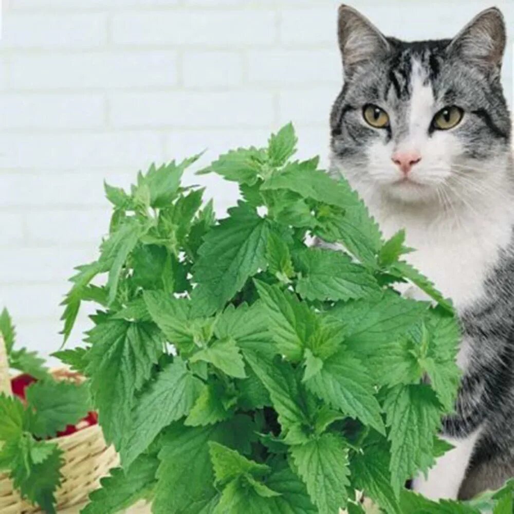 Котовник кошачий (мята Кошачья). Котовник кошачий (Nepeta cataria). Котовник кошачий бархат. Котовник лимонный бархат. Кошачья мята где купить