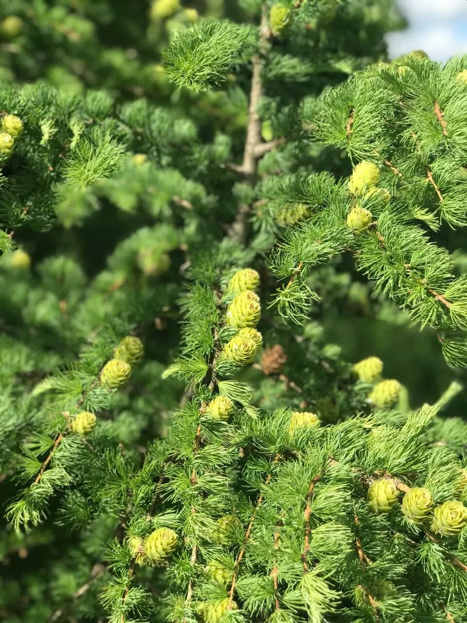 Хвойные войны. Лиственница Larix decidua. Лиственница европейская Larix decidua. Лиственница Сукачева. Лиственница Гмелина.