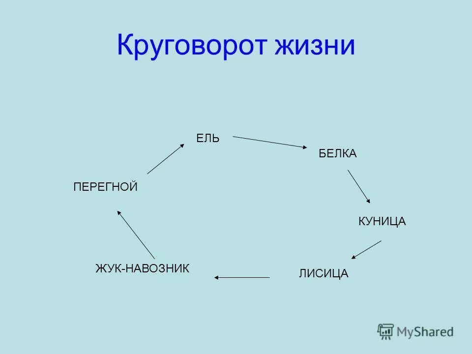 Круговорот жизни человека