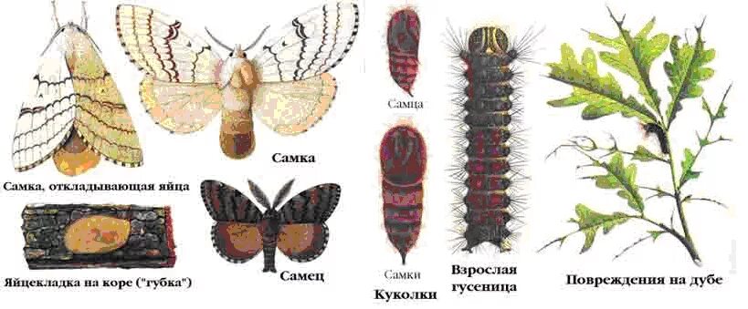 Пол у самок бабочки. Непарный шелкопряд самец и самка. Непарный тутовый шелкопряд. Непарный шелкопряд этапы развития. Самка бабочки непарного шелкопряда.