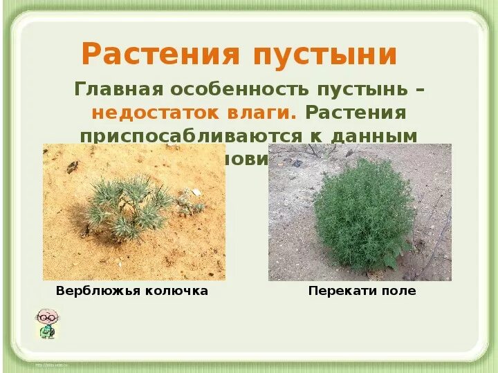 Природная зона пустыня растения. Приспособления растений пустынь. Растения пустыни 4 класс.