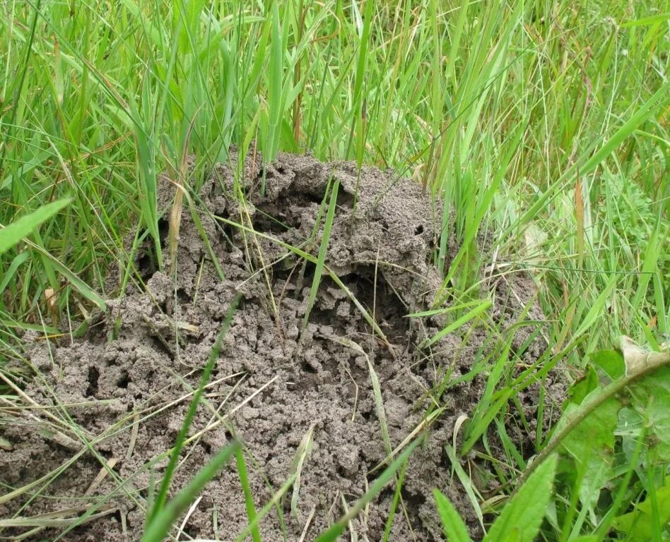 Земляные муравейники. Муравейник в земле. Муравейник в огороде. Муравейник в почве.