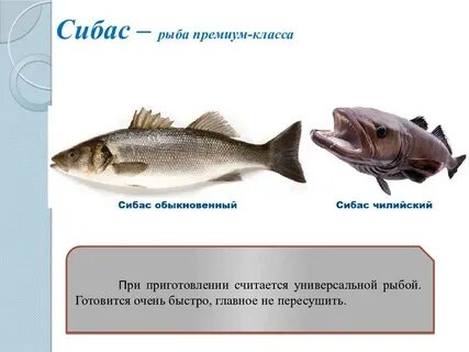 Сибас рыба что за рыба где водится