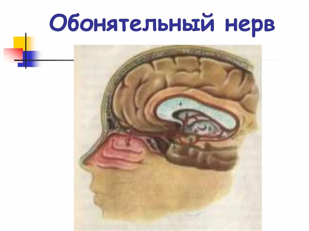 Обонятельный черепной нерв. Обонятельный нерв анатомия. Обонятельный нерв схематично. Обонятельный нерв анализатор. 1 нерв обонятельный