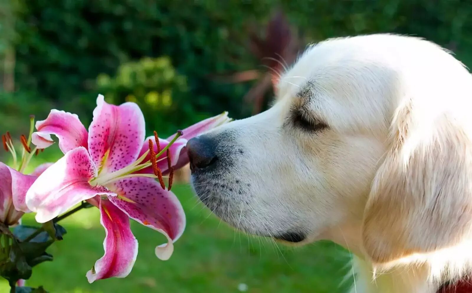 Нюх. Лилия лабрадор. Собака нюхает. Собака нюхает цветок. Обоняние собаки.