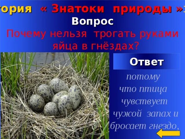 почему яичный. польза куриных яиц. почему яичный. чистка яйцом. желток вареного яйца.