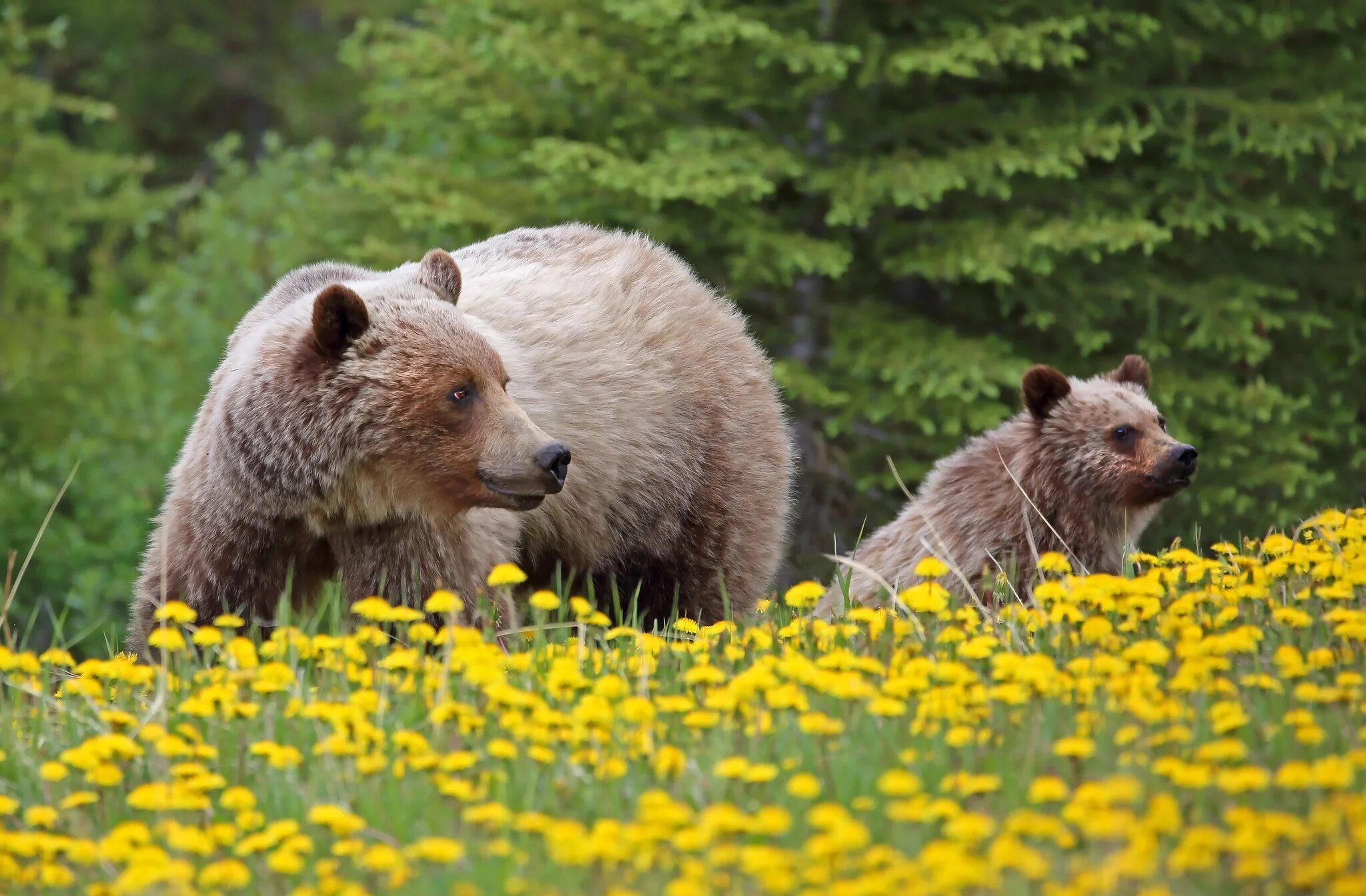 Медведь весной картинки. Медведица с медвежатами. Медведь весной. Медведь на Поляне. Медведь с медвежонком.