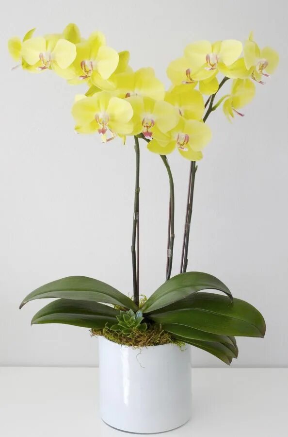 Купить желтую орхидею в горшке. Фаленопсис Еллоу. Фаленопсис Ямайка. Орхидея фаленопсис Ямайка. Жёлтая Орхидея фаленопсис.