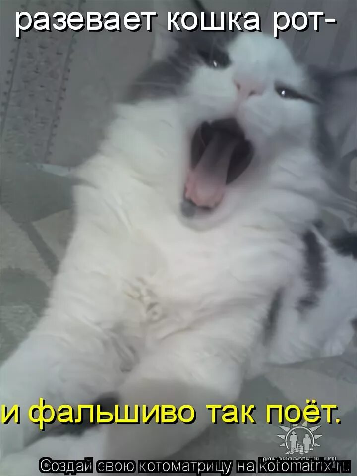 я тут пою. мемы с котом. мем с андреем петровым это я еду. я тут. я тут пою.