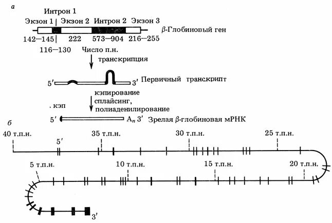 Экзон ру