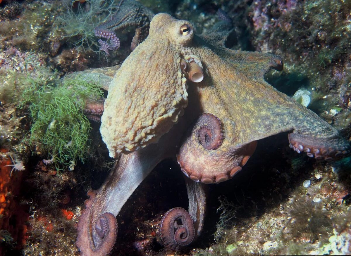 Осьминог водный. Осьминог Октопус вульгарис. Головоногие моллюски. Головоногие моллюски осьминог обыкновенный. Осьминог Средиземное море.