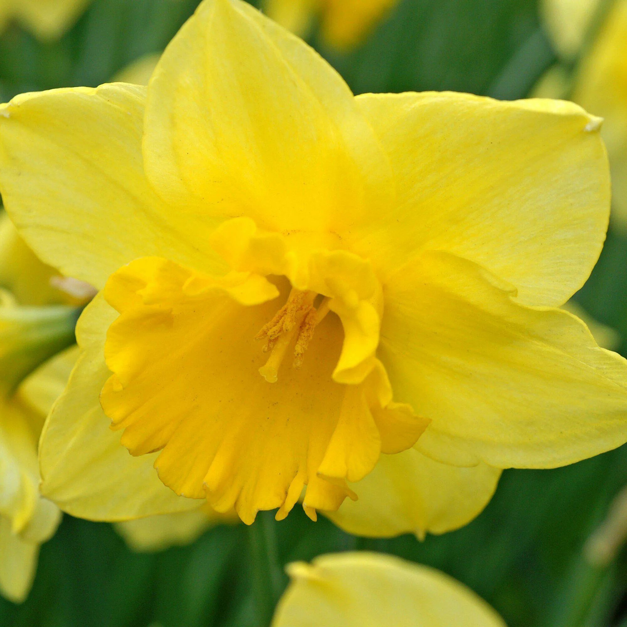 Нарцисс айс фоллис. Narcissus нарцисс карлтон. Нарцисс сорт карлтон. Нарцисс альбус пленус одоратус. Narcissus нарцисс карлтон.
