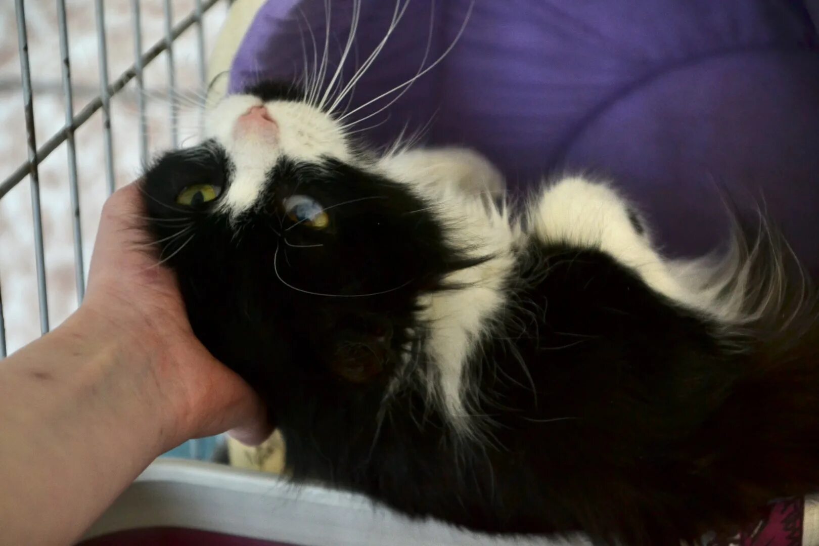 приют новый дом. приют для собак в санкт-петербурге. котики в приюте. приют в новой ладоге. приют для кошек в тульской области.