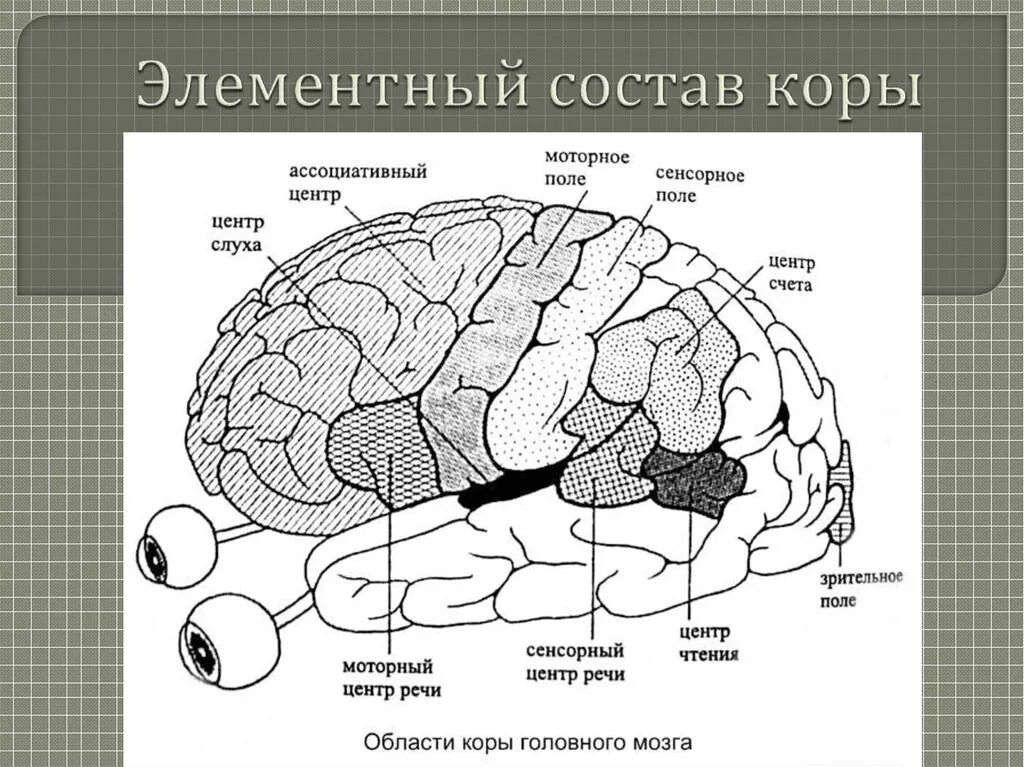 Структура и функции коры головного мозга. Структура коры головного мозга. Корковые центры коры головного мозга. Поля коры головного мозга Лурия.