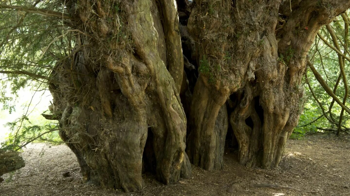 It is old tree