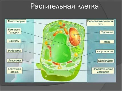 В каких клетках растений происходит процесс
