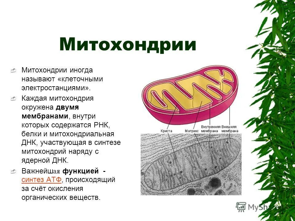 Функция митохондрии является. Митохондрия функция органоида. Строение и функции митохондрии клетки. Строение ядра митохондрии. Органоиды клетки митохондрии.