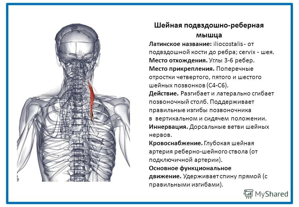 Поднимающая латынь. Подвздошно реберная мышца шеи. Подвздошно реберная мышца спины латынь. Подвздошно реберная мышца иннервация. Шейные позвонки и мышцы.