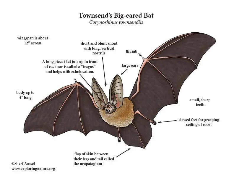 Bat variables