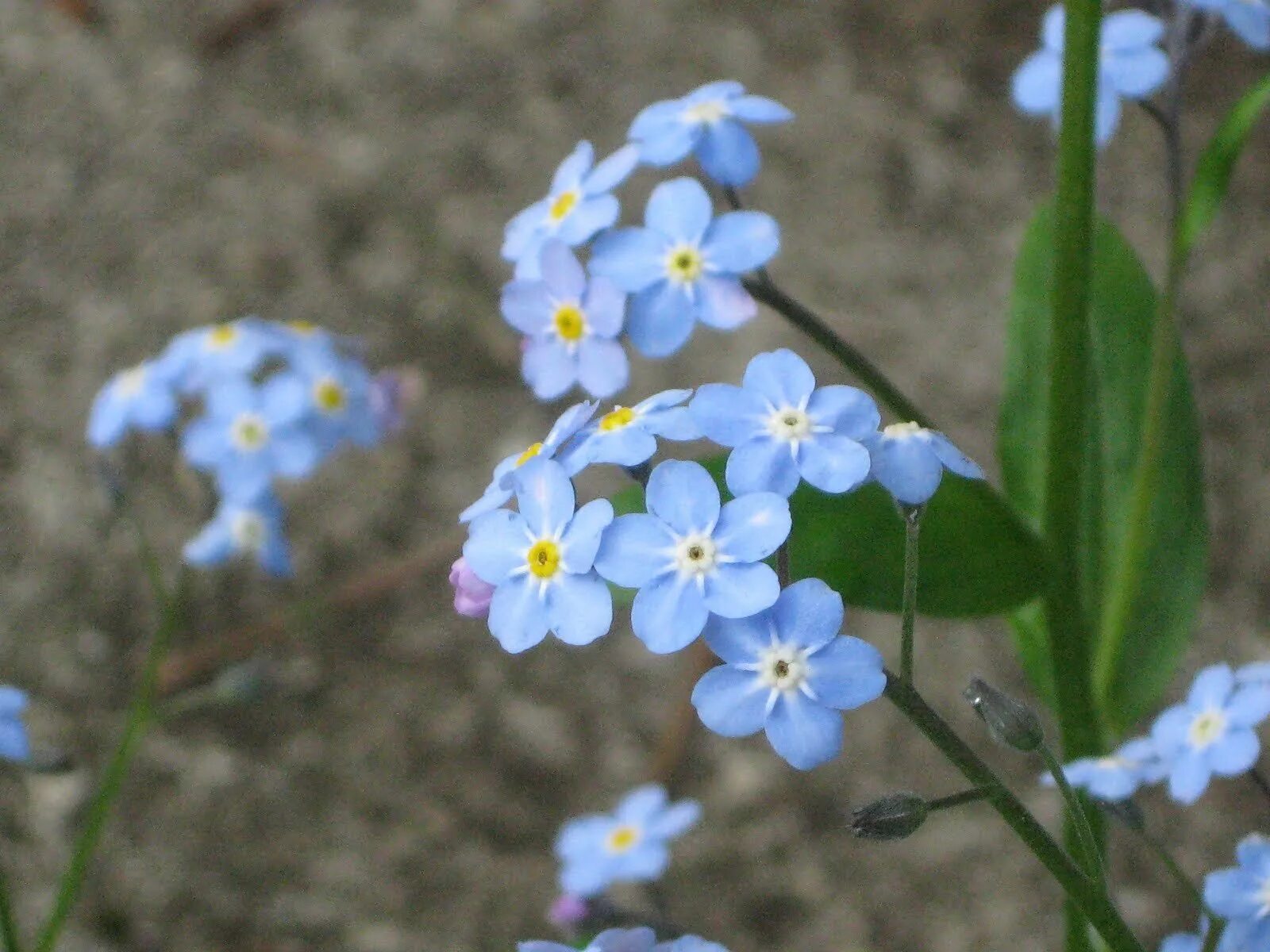 Незабудка мелкоцветковая. Незабудка мелкоцветковая (Myosotis micrantha).. Незабудка Песчаная. Незабудка Полевая (Myosotis arvensis). Незабудку знаешь