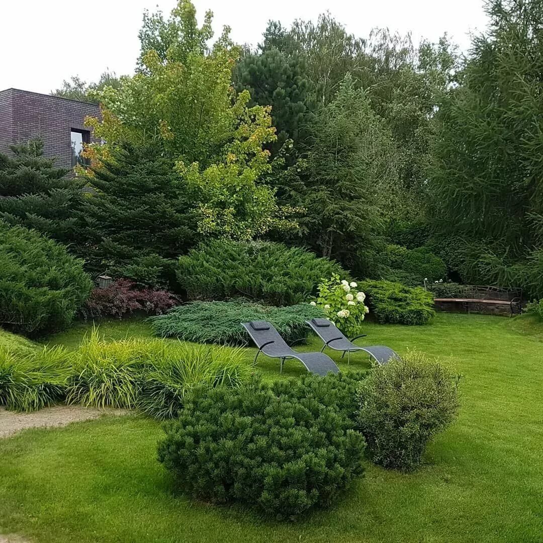 Миксбордер Сапелин. Миксбордер с лиственницей Пендула. Малоуходный сад на 6 сотках. Хвойный миксбордер. Хвойный сад фото