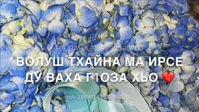 Декъал веш вешин хаз дешнаш. Декъал веш дешнаш. Фото декъал йойла йиша. Декъал веш дешнаш. Яха йойла.