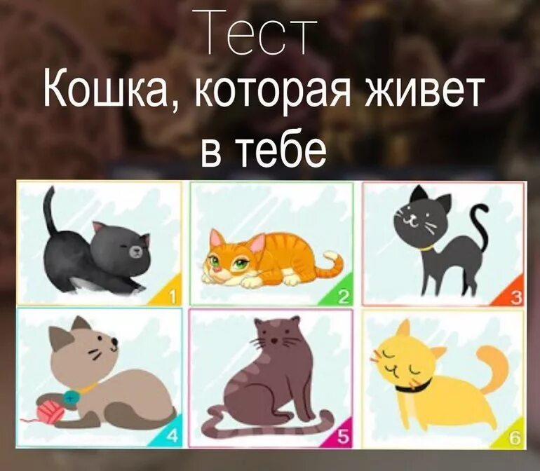 Тест про котов. Тест про кошек. Тест кошках для детей. Тест кошка настроение. Тест с котиками психология.