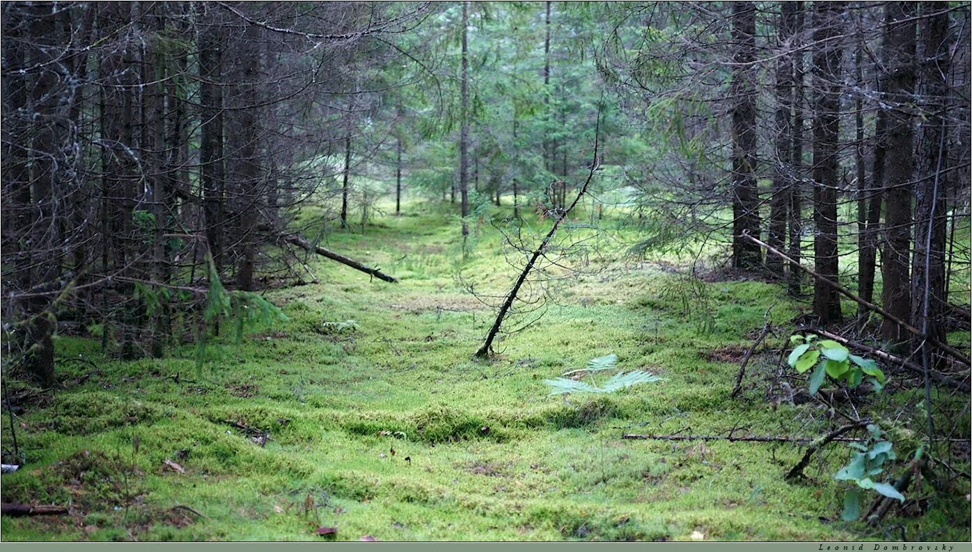 Почва елового леса. Лесная подстилка тайги. Хвойный лес почва. Мшистый сосняк. Почва елового леса.