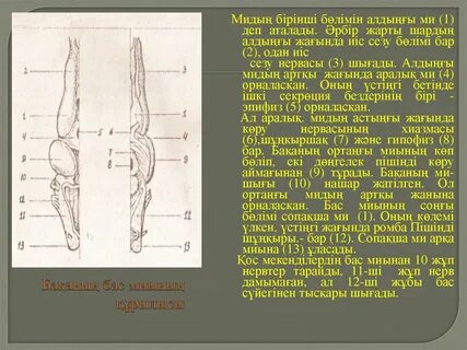 Қырғызстан порно секс