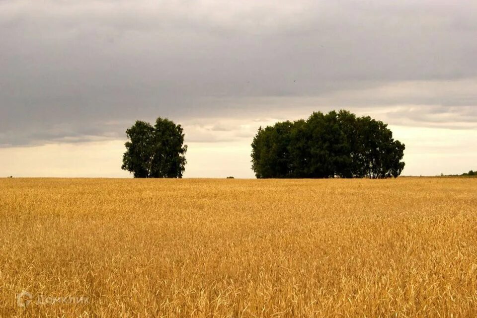 Купить 16 саратовская область. Поля Саратовской области. Саратов хлебные поля. Пшеничное поле с деревней. Просторное поле.