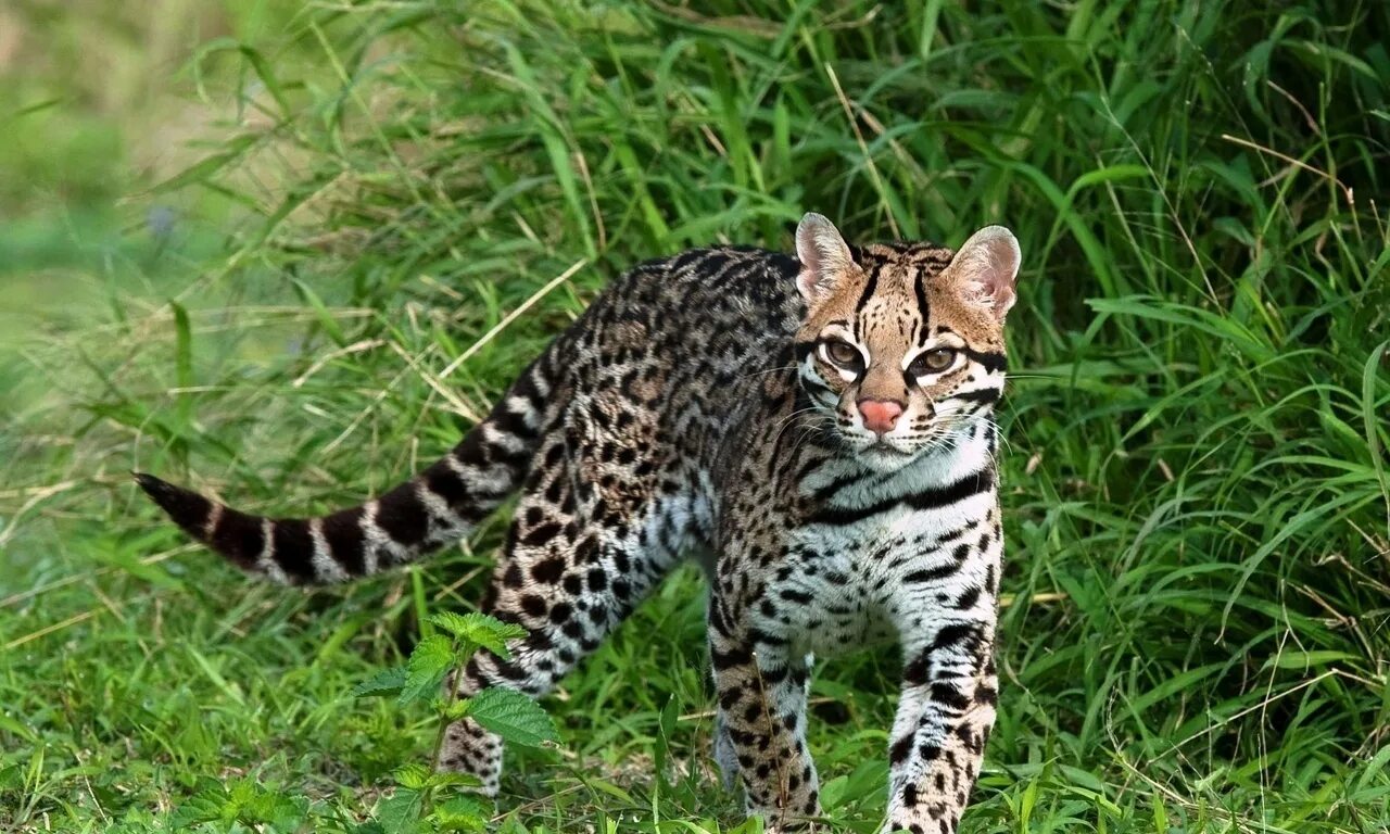 Дикие кошки картинки. Оцелот Южная Америка. Оцелот кошка. Оцелот (leopardus pardalis). Оцелот и сервал.