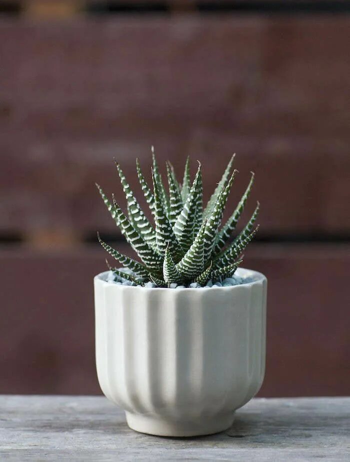 Pin on Haworthia