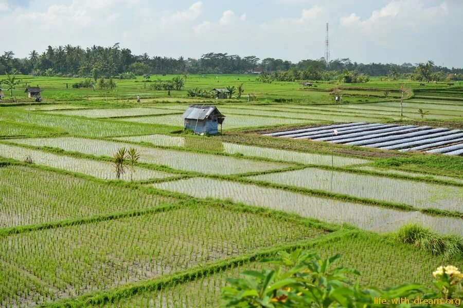 Рис выращивают в россии. Рис растет. Рисосеяние мыонги. Рисоводство в китае. Почему рис выращивают.