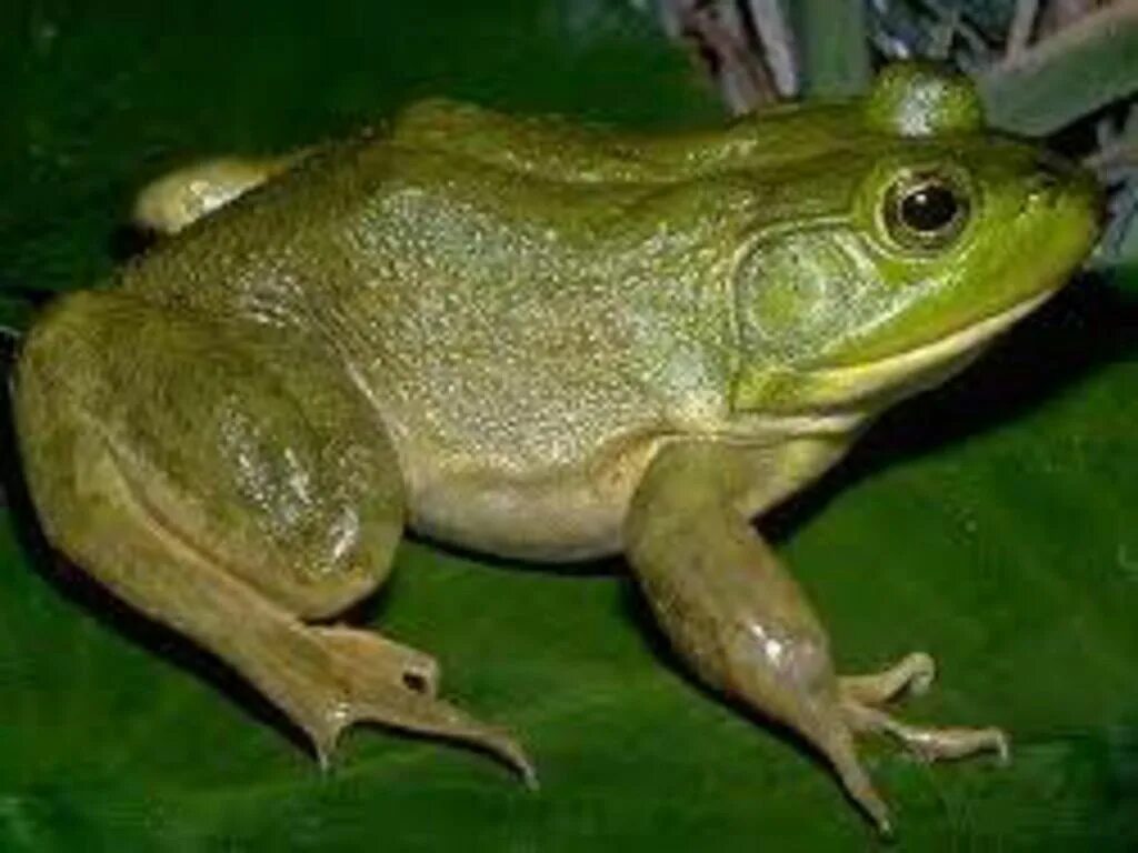 Лягушка класс животных. Lithobates catesbeianus. Покров бесхвостых амфибий. Кожа лягушки. Бесхвостые земноводные кожный Покров.