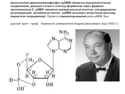 Цамф это в медицине