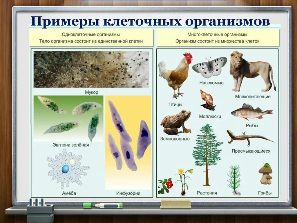 Примеры многоклеточных организмов