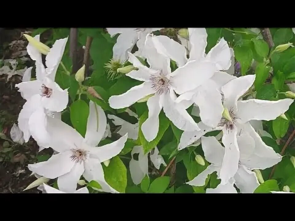 Клематис "Бьютифул Брайд" (Beautiful Bride) - описание сорта, фото, отзывы. Поса