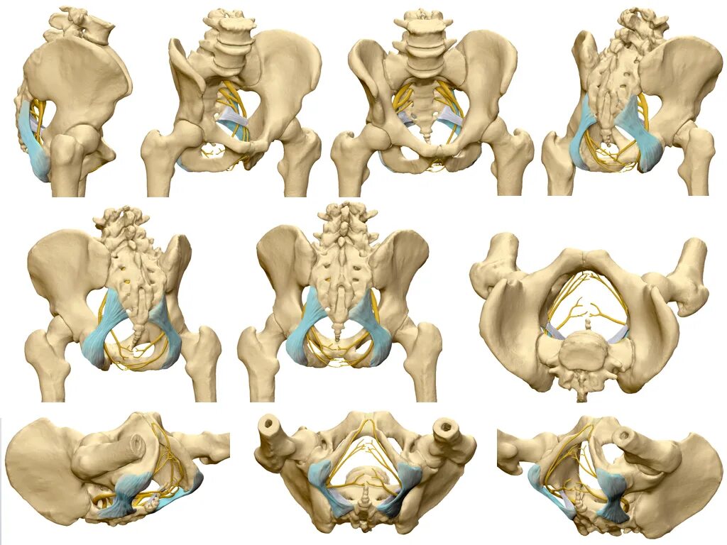 Половой нерв симптомы у женщин. Таз человека референс. Тазовые кости референс. Таз анатомия человека. Кость таза референс.