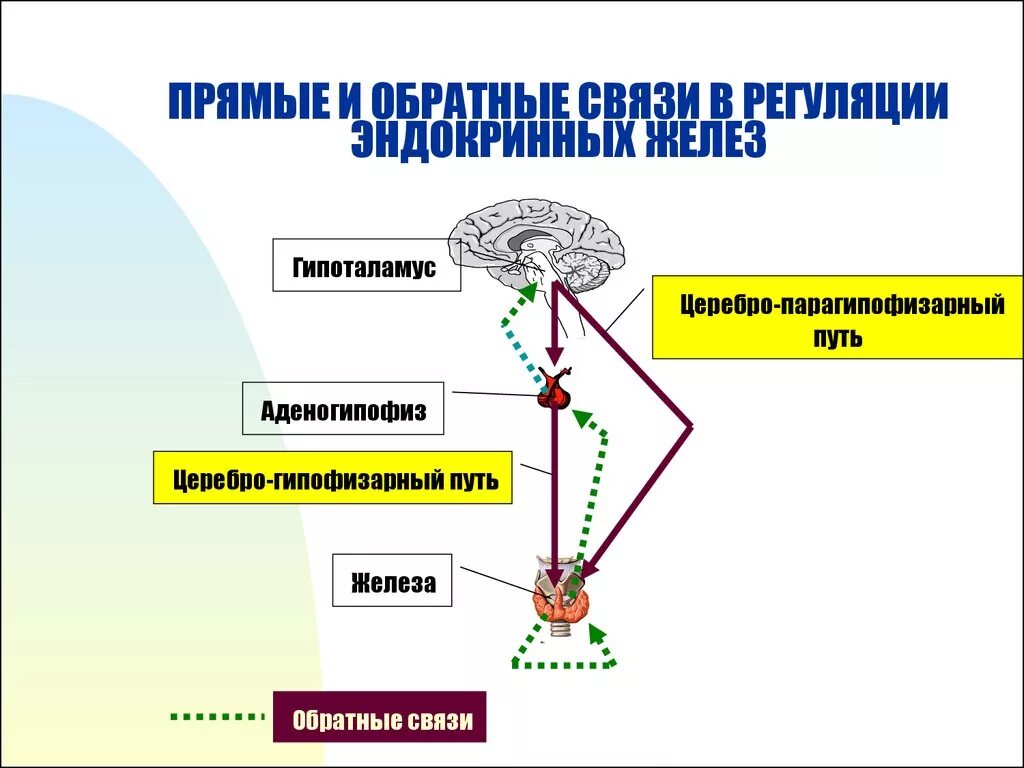 Принцип обратной связи гормонов гипофиза. Гормоны эндокринной системы регуляции. Саморегуляция эндокринной системы прямые и обратные связи. Система обратных связей эндокринных желез. Схема регуляции функций желез внутренней секреции.