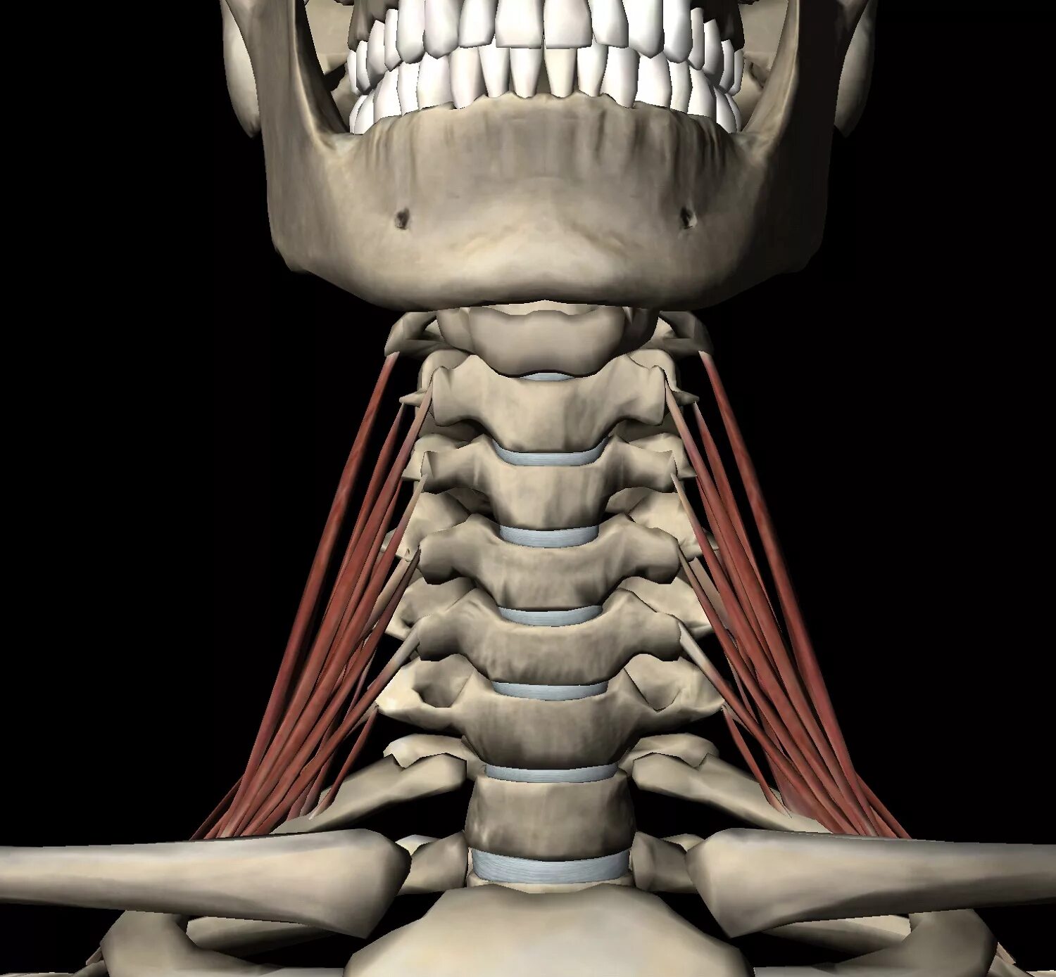 Шейный отдел кости скелета. Кости шеи. Шея человека анатомия скелет. Анатомия шеи кости. Скелет шеи анатомия.