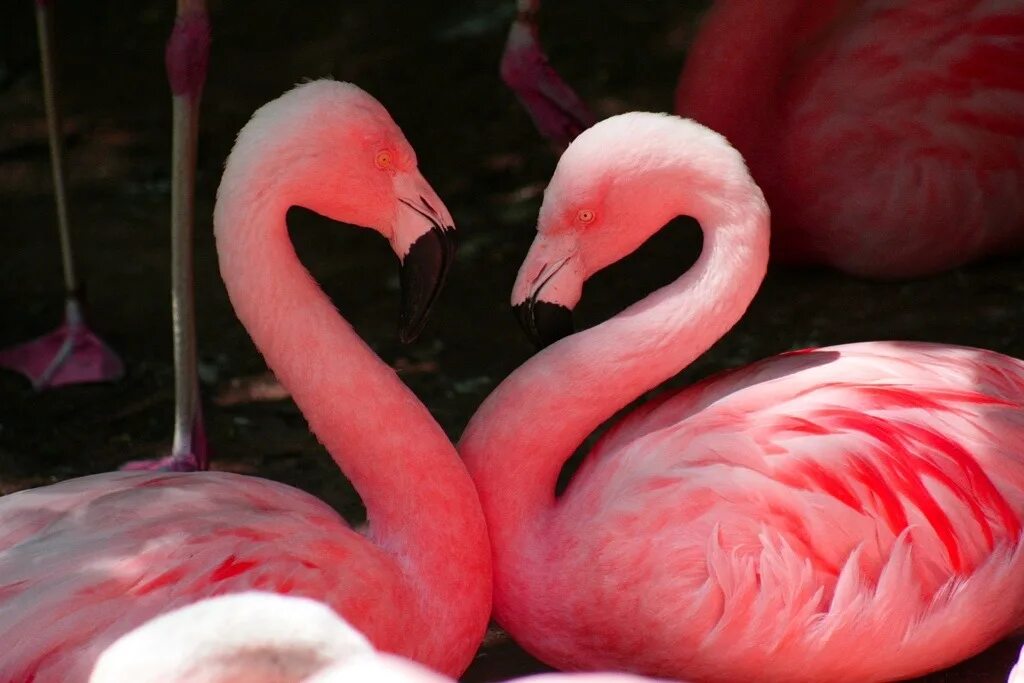 Фламинго 59. Розовый фламинго розовый фламинго. Отель фламинго лазаревское. Розовый фламинго птица. Фламинго белый и розовый.