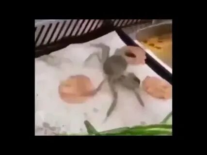 Неожиданная концовка