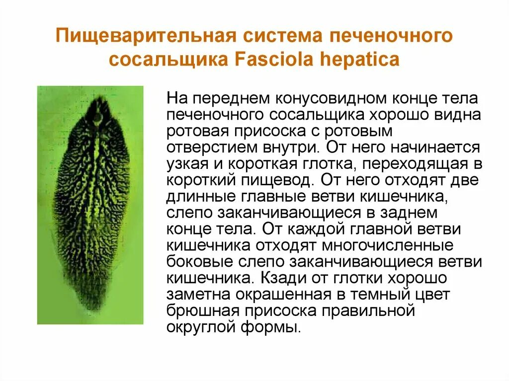 Образ жизни сосальщиков. Особенности пищеварительной системы печеночного сосальщика. Пищеварительная система печеночного сосальщика. Пищеварительная система сосальщиков червей. Строение пищеварительной системы печеночного сосальщика.