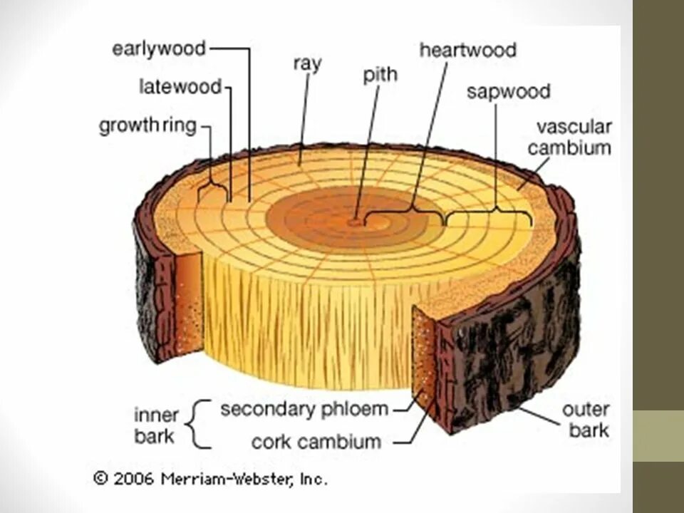 Срез география. Ядро заболонь сердцевинные лучи. Микроскопическое строение древесины осины. Макроскопическое строение древесины. Строение ствола дерева.
