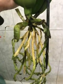 Корни орхидеи желтеют