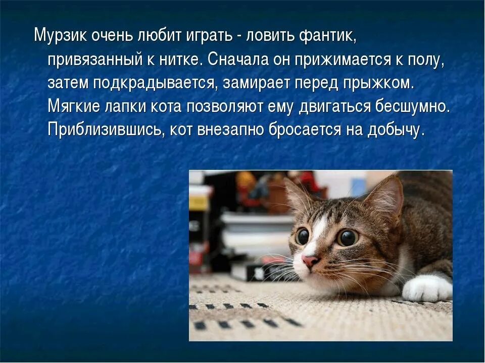 Кот мурзик. Котенок мурзик. Фото кота мурзика. Нервный кот. Мурзик мурзик.