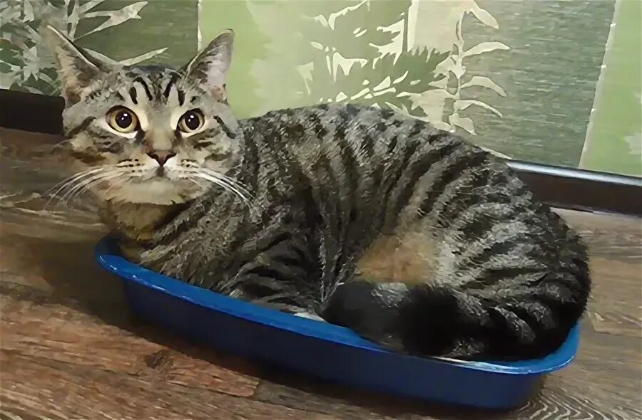 Кошка начала писать не в лоток. Кошачий лоток с наполнителем. Туалет для кошек зимой на улице. Кошка начала писать не в лоток. Кошка начала писать не в лоток.
