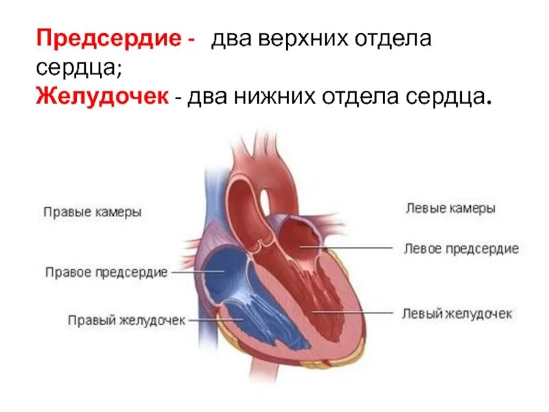 3 отделы левого желудочка сердца. Строение митрального клапана. кровеносная система предсердие желудочек. верхняя камера сердца. отделы сердца.