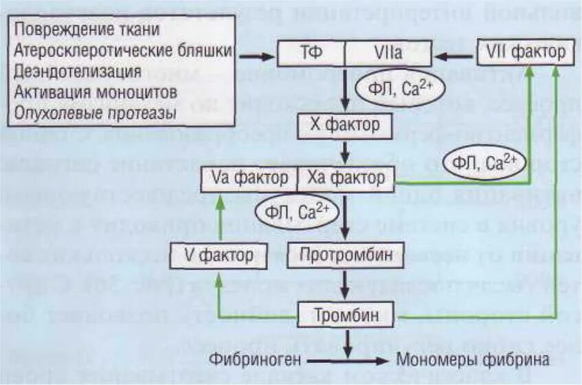 Свертывающая система. Плазменные белки гемостаза. Белки свертывающей системы. Защитная функция белков. Белки свертывающей системы.